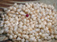 300 pcs of Momi Shells – Off-White, Light Yellow & Blue Hues, Medium to Large Size (Includes How to Create Pikake Style Shell Earrings Instructions) #2372