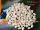 100 Un-Poked Momi Shells from Niʻihau – Off-White, Beautiful Luster, Mix Size #2376