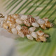 1½″ Pupu O Niʻihau Pikake Style Earrings handcrafted with white Momi shells, golden-yellow Lenalena, and brown-spotted ʻōnikiniki ʻāhiehie shells; resembles tiny palm blossoms.