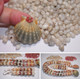 Ninl_1020