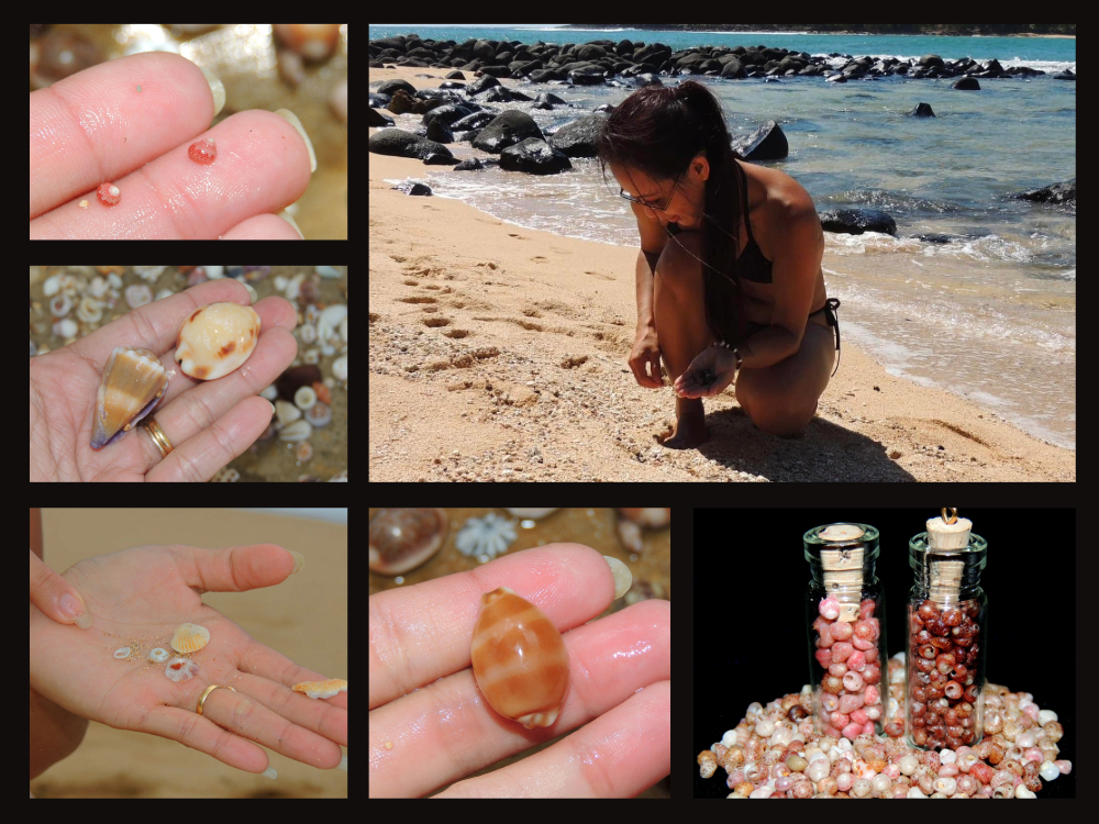 education-collecting-shells.jpeg
