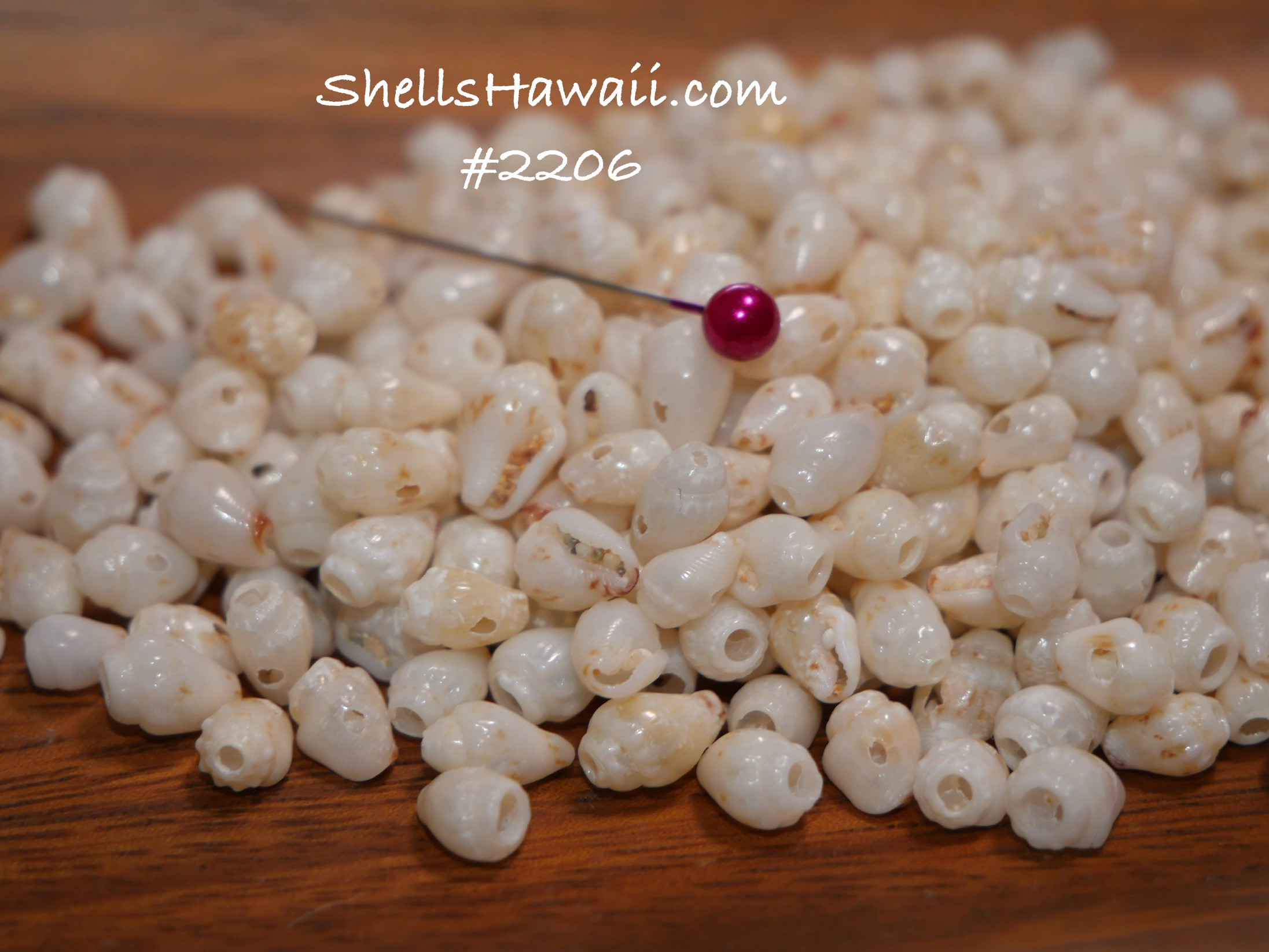 300 pcs Genuine Momi Shells from Niihau – Pre-Poked Mixed Size Shell ...