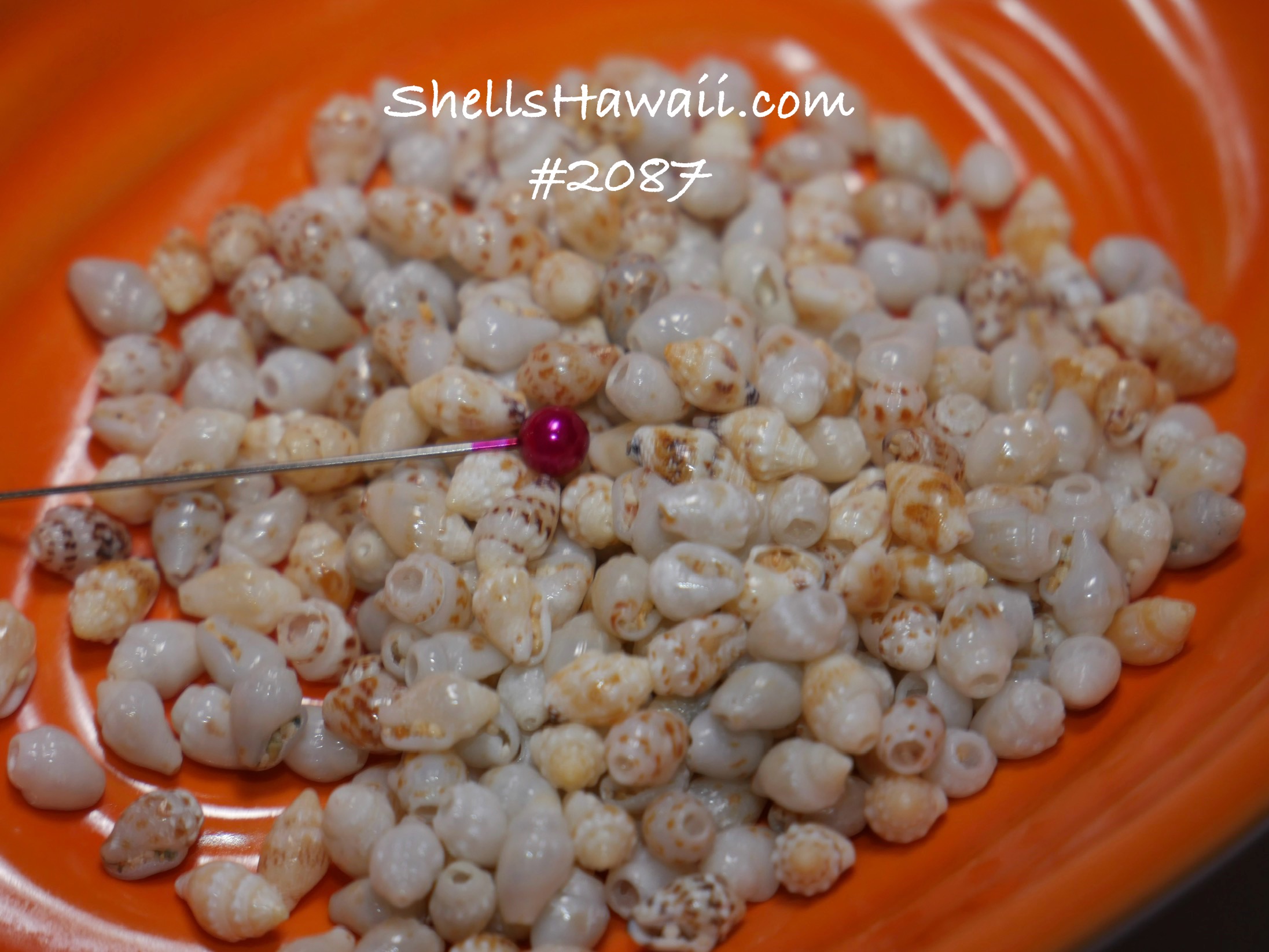 300 pcs loose Momi shells supply from Hawaiʻi for Niʻihau jewelry ...