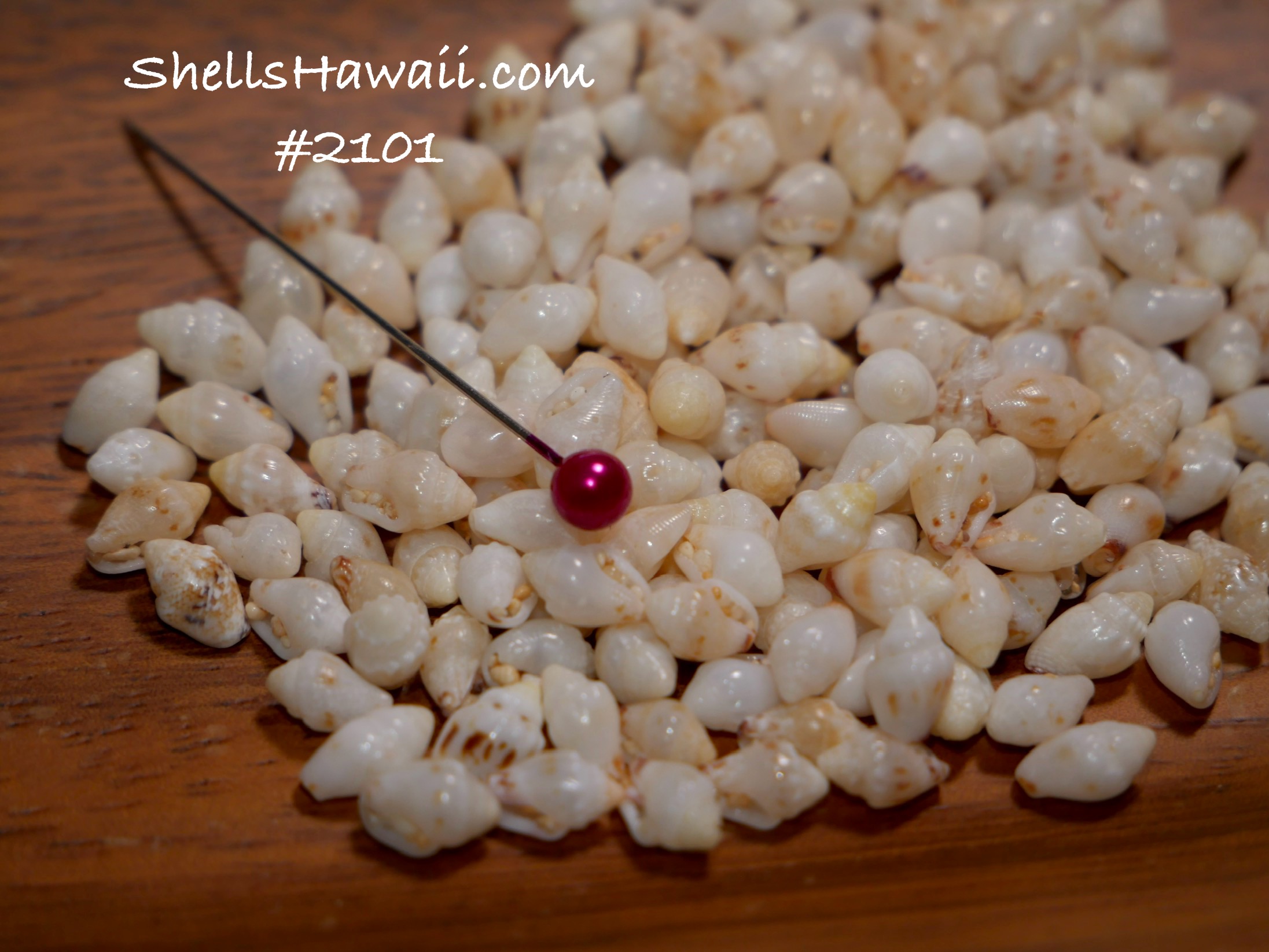 175 pcs Loose Momi Shells Supply from Hawaii for Making Jewelry #2101