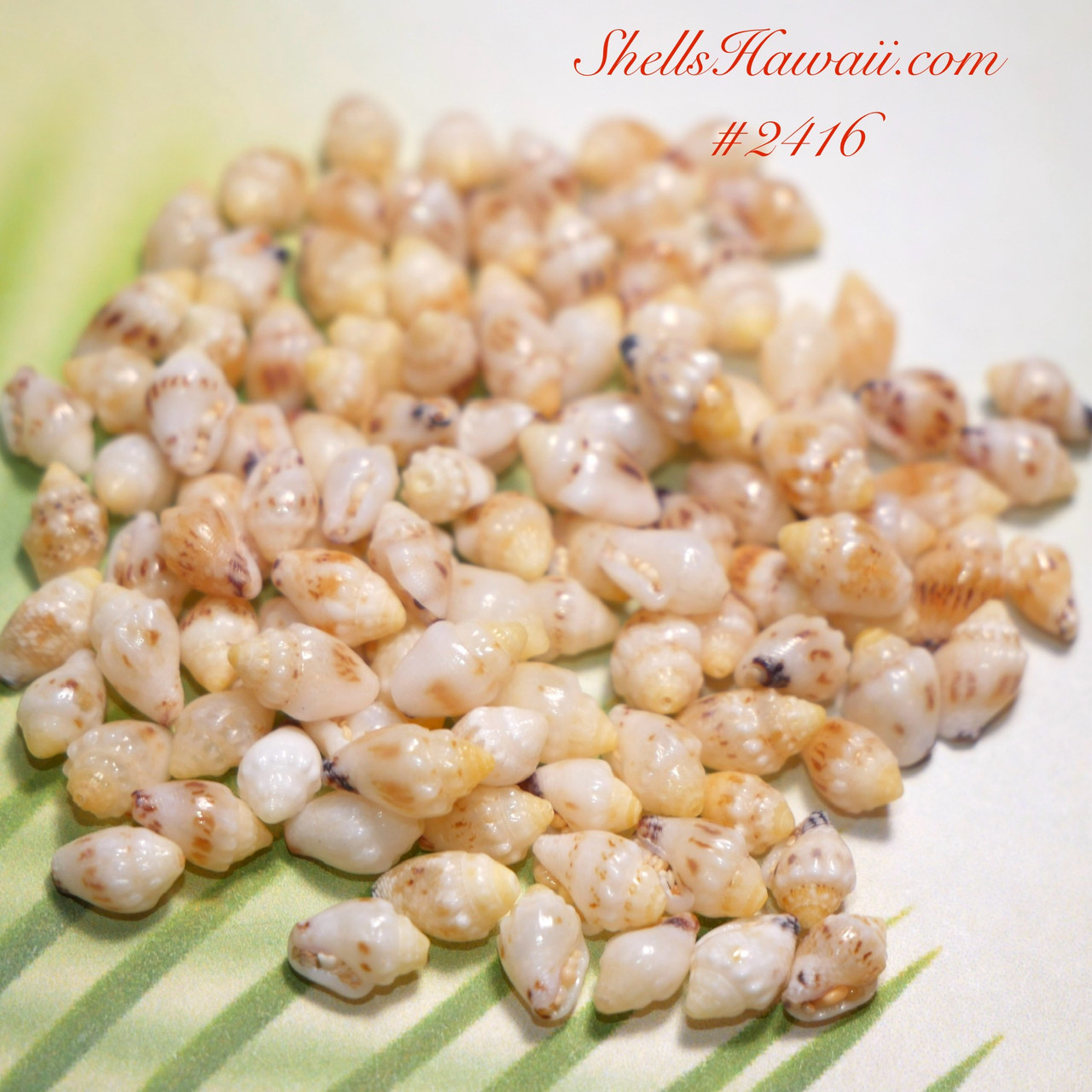 Momi Shell 200 pcs light yellow Momi lenalena from Niihau/Niihau shells supply