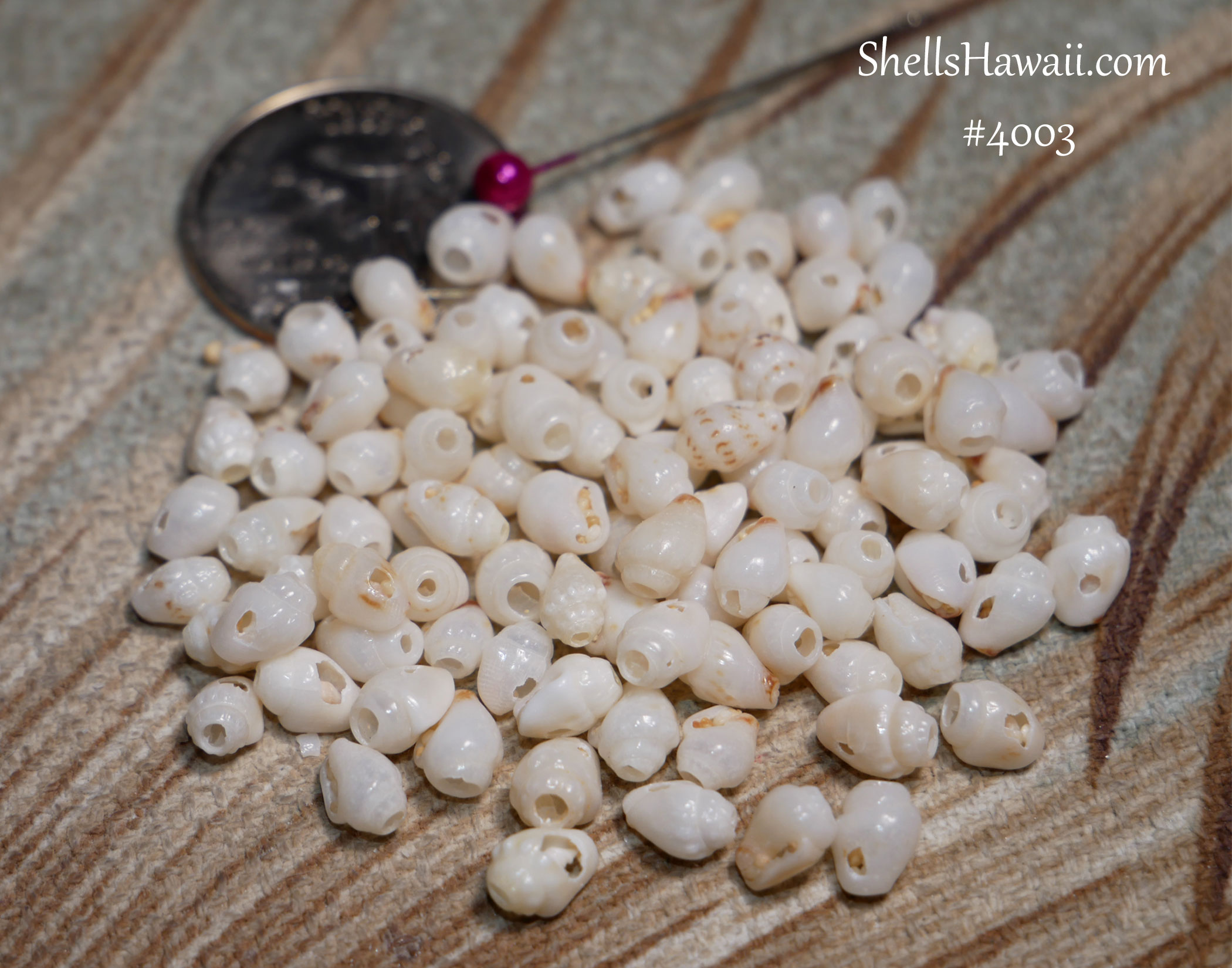 Monkey Shells 100 pcs Pre-Poked Momi Shells Shell Supply for Niʻihau Shell Jewelry #4003