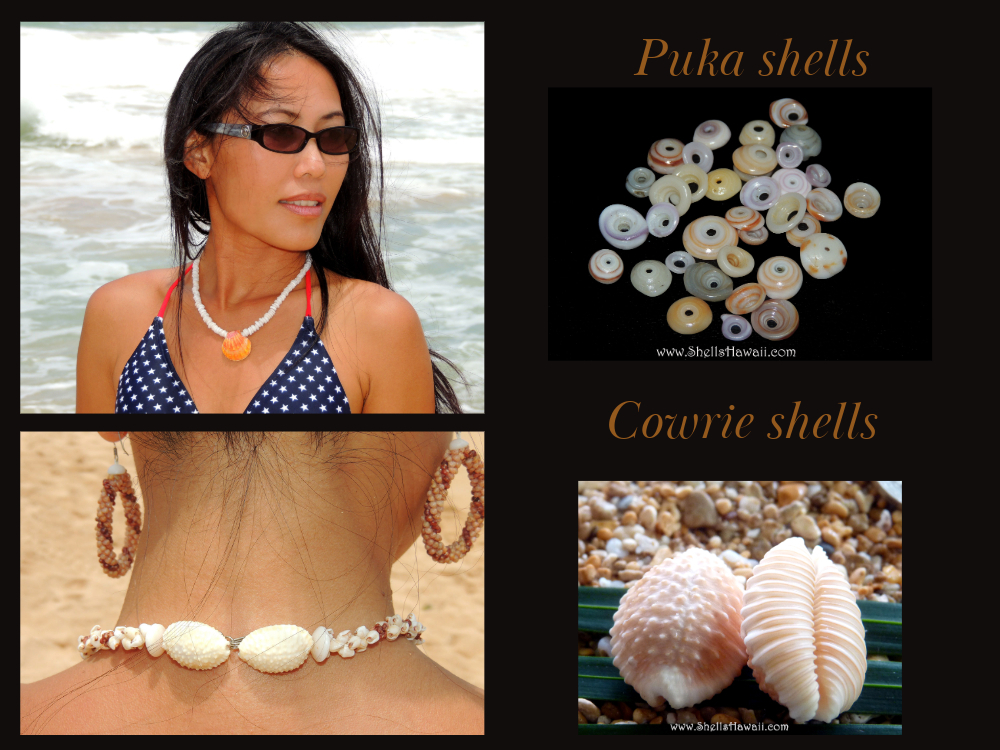 education-puka-cowrie-shells.jpeg