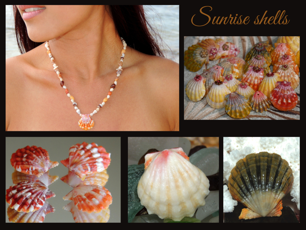sunrise-shells-sub-category-.jpeg