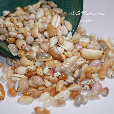 50 pcs large size Hawaiian Puka shells supply