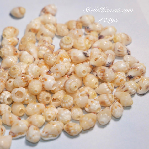 P1260528__86689.1729183207.475