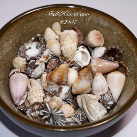 50 pcs large size Hawaiian Puka shells supply