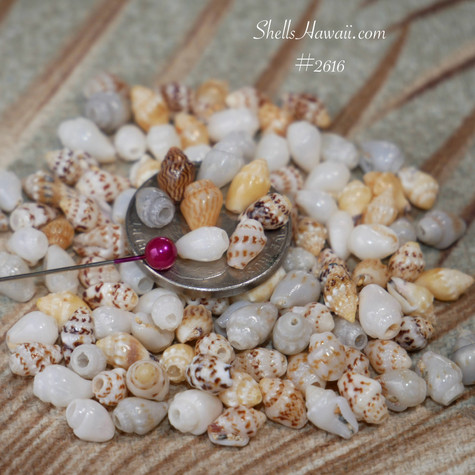 Shell 100pcs 100 pcs Niihau shell supply/ Momi shells #2616 - ShellsHawaii.com