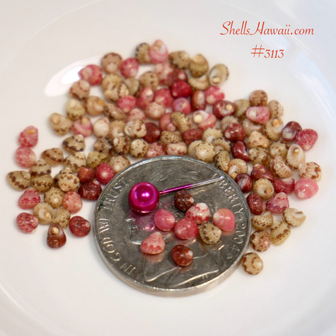 Genuine Niʻihau Kahelelani Shells – Size 11 Tiny Mix for Hawaiian