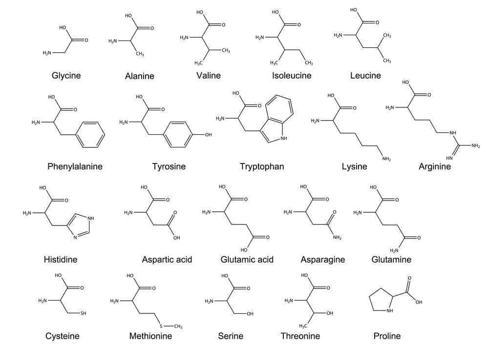 Types of Amino Acids