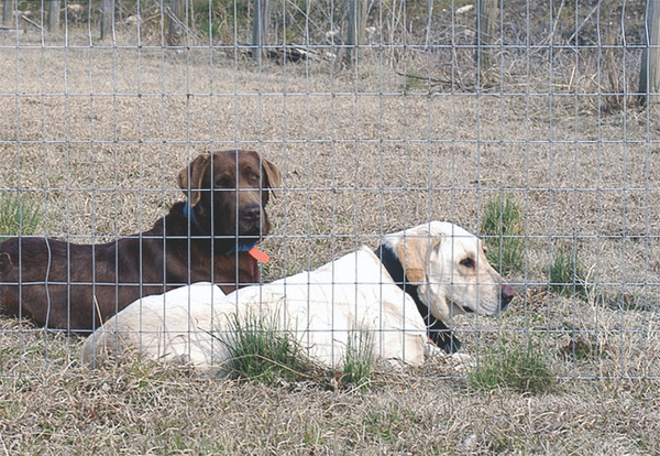 Wire Mesh 2" x 4"  x 36" 14 ga.  (100' Roll)