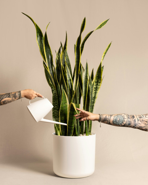 Snake Plant