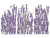 Furniture Decal - Champs de Lavender - Redesign with Prima Decor Transfer 24"x 35"