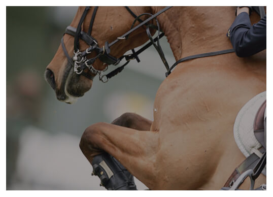 Horse services