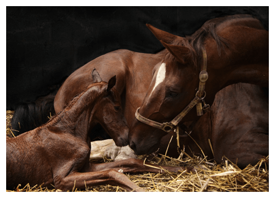 Equine Reproduction