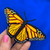 Monarch Butterfly