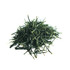 Temomi Shincha
