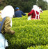 Temomi Shincha