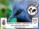 FTO Papua New Guinea