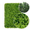 Mur végétal Buxus 50x50 cm - Détails de structure et texture