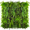 Vue détaillée du jardin vertical Limba Wilderness, monté sur mur, avec plantes grimpantes.