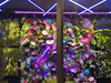 Installation jardin vertical Mamba, aspect naturel et intégration murale réussie