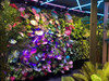 Jardin vertical Mamba avec plantes, installation murale prête à l'emploi