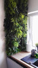 Jardin vertical suspendu modulaire avec structure en acier inoxydable