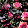 Jardin vertical Passion - Intégration florale naturelle