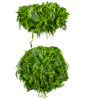 Vue latérale du plafonnier suspendu Green Sway 100 cm, mise en valeur de la structure et des plantes