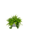 Insert pour pot de fleurs Ibis - Design moderne et élégant