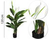 Plante décorative Ailes de fleurs 120 cm – Détail botanique