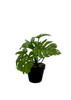 Plante artificielle Monstera 20 cm, feuillage réaliste et détaillé