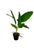 Plante artificielle de dieffenbachia avec feuillage réaliste, idéale pour l’intérieur
