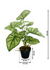 Dimensions du Syngonium artificiel: 54 cm de hauteur