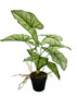 Vue latérale du syngonium artificiel 54 cm, structure élégante et compacte
