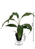 Plante artificielle Spatifilium 60 cm, réaliste, idéale pour décorer intérieurs modernes.