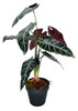 Plante artificielle Alocasia 47 cm, vue frontale détaillée