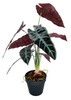 Plante artificielle Alocasia 47 cm, vue latérale et texture des feuilles
