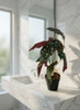 Bégonia artificiel corail 45 cm en intérieur, intégration décorative dans un espace moderne.
