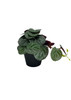 Plante Pilea artificielle 19 cm – vue latérale et texture des feuilles