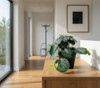 Visualisation décorative de la plante Pilea artificielle 20 cm intégrée dans un intérieur moderne.