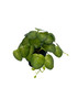 Plante Pilea artificielle 19 cm sur fond neutre