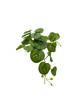 Plante Pilea artificielle détaillée en vue frontale, idéale pour décoration intérieure.