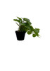 Plante Pilea artificielle 37 cm, vue latérale montrant la structure et la profondeur des feuillages.