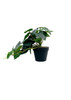 Philodendron artificiel 37 cm, vue détaillée du feuillage et de la texture réaliste